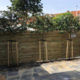 schutting plaatsen hovenier